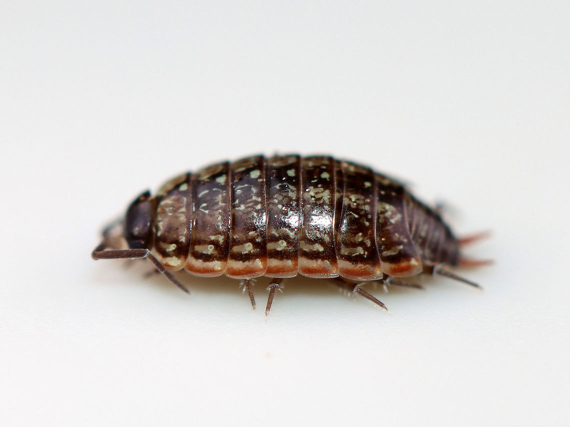 Common Striped Woodlouse - Philoscia muscorum Habitat: Found in a rotting log; floodplain<br />
<figure class="photo"><a href="https://www.jungledragon.com/image/110568/common_striped_woodlouse_-_philoscia_muscorum.html" title="Common Striped Woodlouse - Philoscia muscorum"><img src="https://s3.amazonaws.com/media.jungledragon.com/images/3232/110568_thumb.jpg?AWSAccessKeyId=05GMT0V3GWVNE7GGM1R2&Expires=1767225610&Signature=ZZZVg4L18HHaeOAkBKPX5pjAnpo%3D" width="200" height="146" alt="Common Striped Woodlouse - Philoscia muscorum Habitat: Found in a rotting log; floodplain<br />
https://www.jungledragon.com/image/110567/common_striped_woodlouse_-_philoscia_muscorum.html Common Striped Woodlouse,Geotagged,Philoscia muscorum,United States" /></a></figure> Common Striped Woodlouse,Geotagged,Philoscia,Philoscia muscorum,United States,Winter,woodlouse