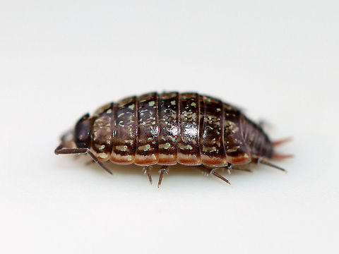 Common Striped Woodlouse - Philoscia muscorum Habitat: Found in a rotting log; floodplain
https://www.jungledragon.com/image/110568/common_striped_woodlouse_-_philoscia_muscorum.html Common Striped Woodlouse,Geotagged,Philoscia,Philoscia muscorum,United States,Winter,woodlouse