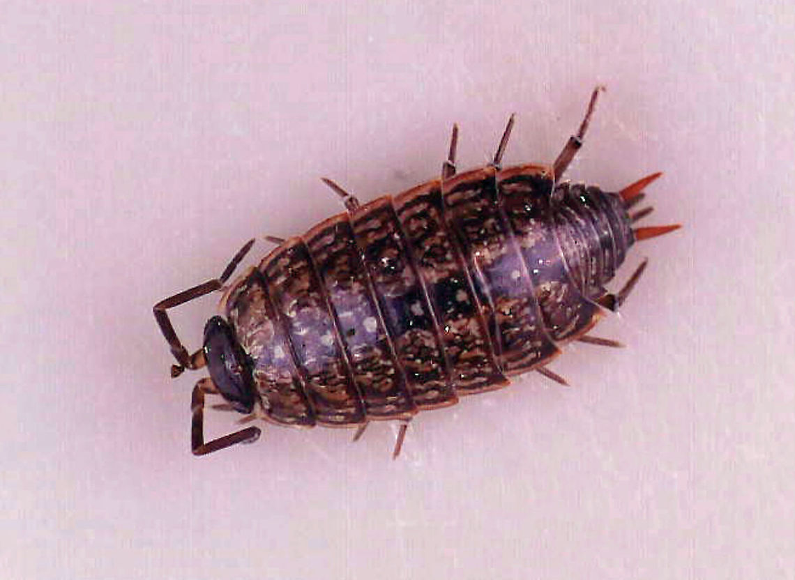 Common Striped Woodlouse - Philoscia muscorum Habitat: Found in a rotting log; floodplain<br />
<figure class="photo"><a href="https://www.jungledragon.com/image/110567/common_striped_woodlouse_-_philoscia_muscorum.html" title="Common Striped Woodlouse - Philoscia muscorum"><img src="https://s3.amazonaws.com/media.jungledragon.com/images/3232/110567_thumb.jpg?AWSAccessKeyId=05GMT0V3GWVNE7GGM1R2&Expires=1767225610&Signature=YOpGyJdEhW2WXFo7tY1YEaFfsG0%3D" width="200" height="150" alt="Common Striped Woodlouse - Philoscia muscorum Habitat: Found in a rotting log; floodplain<br />
https://www.jungledragon.com/image/110568/common_striped_woodlouse_-_philoscia_muscorum.html Common Striped Woodlouse,Geotagged,Philoscia,Philoscia muscorum,United States,Winter,woodlouse" /></a></figure> Common Striped Woodlouse,Geotagged,Philoscia muscorum,United States