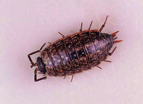Common Striped Woodlouse - Philoscia muscorum Habitat: Found in a rotting log; floodplain
https://www.jungledragon.com/image/110567/common_striped_woodlouse_-_philoscia_muscorum.html Common Striped Woodlouse,Geotagged,Philoscia muscorum,United States