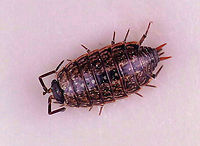 Common Striped Woodlouse - Philoscia muscorum Habitat: Found in a rotting log; floodplain<br />
https://www.jungledragon.com/image/110567/common_striped_woodlouse_-_philoscia_muscorum.html Common Striped Woodlouse,Geotagged,Philoscia muscorum,United States