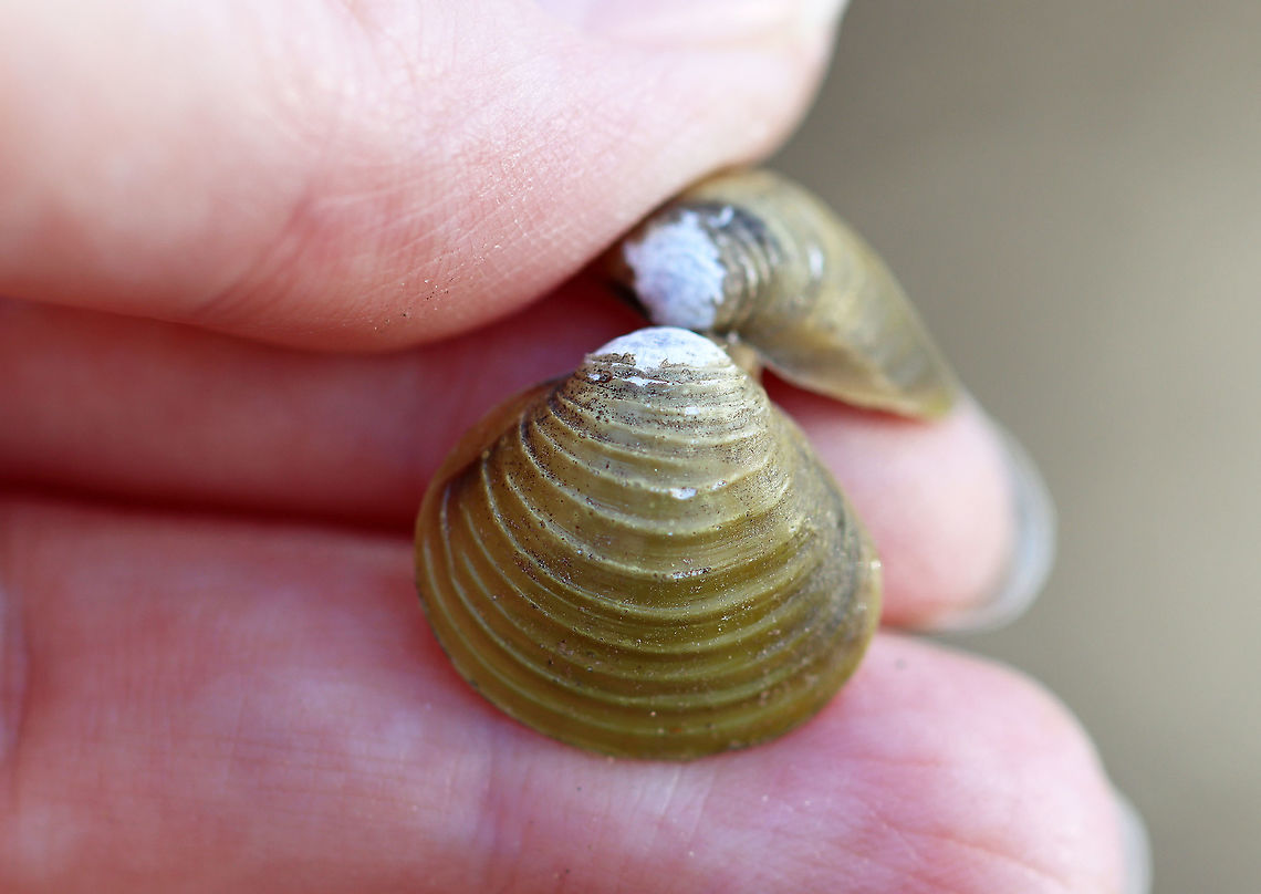 Asian Clam - Corbicula fluminea *Highly invasive<br />
<br />
Habitat: There were tons of opened shells along the banks of a river<br />
<figure class="photo"><a href="https://www.jungledragon.com/image/110570/asian_clam_-_corbicula_fluminea.html" title="Asian Clam - Corbicula fluminea"><img src="https://s3.amazonaws.com/media.jungledragon.com/images/3232/110570_thumb.jpg?AWSAccessKeyId=05GMT0V3GWVNE7GGM1R2&Expires=1763596810&Signature=bxtYoGgdMN5jGWNOnz3ATp%2B1myM%3D" width="200" height="156" alt="Asian Clam - Corbicula fluminea *Highly invasive<br />
<br />
Habitat: There were tons of opened shells along the banks of a river<br />
https://www.jungledragon.com/image/110569/asian_clam_-_corbicula_fluminea.html Asian Clam,Corbicula fluminea,Geotagged,United States,Winter" /></a></figure> Asian Clam,Corbicula fluminea,Geotagged,United States,Winter,bivalve,clam,golden clam,mollusk,prosperity clam,pygmy clam