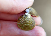 Asian Clam - Corbicula fluminea *Highly invasive<br />
<br />
Habitat: There were tons of opened shells along the banks of a river<br />
https://www.jungledragon.com/image/110570/asian_clam_-_corbicula_fluminea.html Asian Clam,Corbicula fluminea,Geotagged,United States,Winter,bivalve,clam,golden clam,mollusk,prosperity clam,pygmy clam
