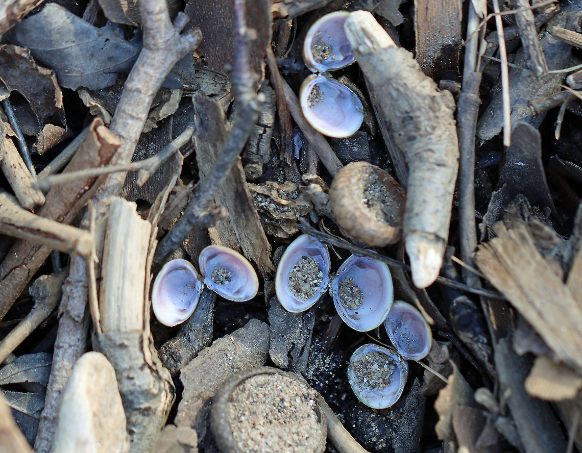 Asian Clam - Corbicula fluminea *Highly invasive<br />
<br />
Habitat: There were tons of opened shells along the banks of a river<br />
<figure class="photo"><a href="https://www.jungledragon.com/image/110569/asian_clam_-_corbicula_fluminea.html" title="Asian Clam - Corbicula fluminea"><img src="https://s3.amazonaws.com/media.jungledragon.com/images/3232/110569_thumb.jpg?AWSAccessKeyId=05GMT0V3GWVNE7GGM1R2&Expires=1759968010&Signature=7fNHivsM6%2FS%2FrMMixYlk5Rk6v20%3D" width="200" height="142" alt="Asian Clam - Corbicula fluminea *Highly invasive<br />
<br />
Habitat: There were tons of opened shells along the banks of a river<br />
https://www.jungledragon.com/image/110570/asian_clam_-_corbicula_fluminea.html Asian Clam,Corbicula fluminea,Geotagged,United States,Winter,bivalve,clam,golden clam,mollusk,prosperity clam,pygmy clam" /></a></figure> Asian Clam,Corbicula fluminea,Geotagged,United States,Winter