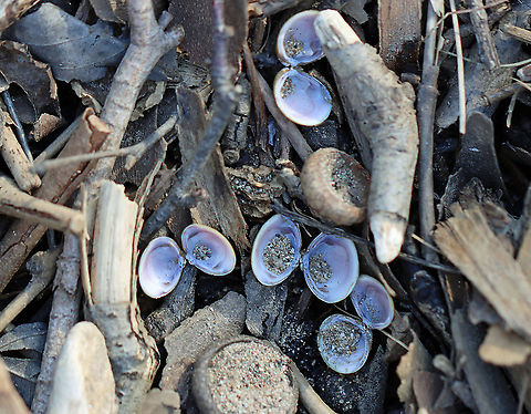 Asian Clam - Corbicula fluminea *Highly invasive

Habitat: There were tons of opened shells along the banks of a river
https://www.jungledragon.com/image/110569/asian_clam_-_corbicula_fluminea.html Asian Clam,Corbicula fluminea,Geotagged,United States,Winter