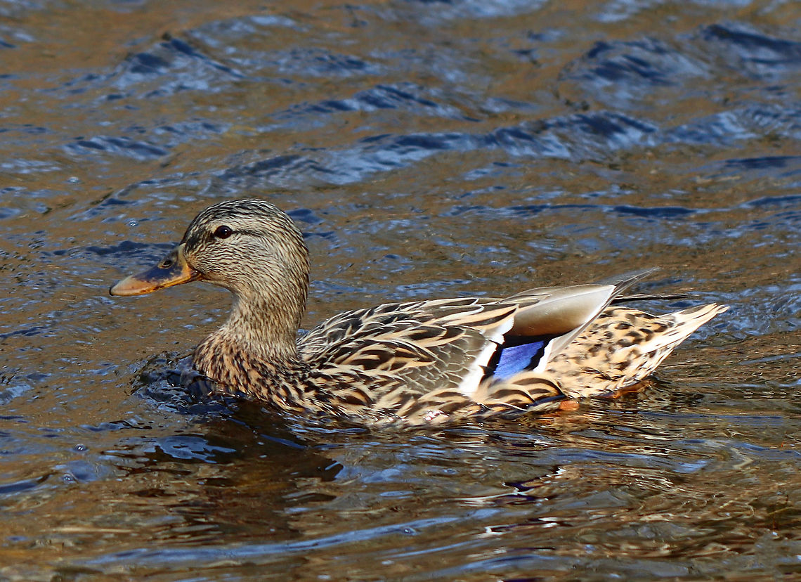 Mallard (Female) - Anas platyrhynchos This pretty lady had a lot to say/complain about. There were multiple mating pairs of mallards on the river and all were quiet except for this female. She was quacking so much that I couldn&#039;t help but wonder if her mate regretted pairing with her.<br />
<br />
Habitat: River <br />
<figure class="photo"><a href="https://www.jungledragon.com/image/110573/pair_of_mallards_-_anas_platyrhynchos.html" title="Pair of Mallards - Anas platyrhynchos"><img src="https://s3.amazonaws.com/media.jungledragon.com/images/3232/110573_thumb.jpg?AWSAccessKeyId=05GMT0V3GWVNE7GGM1R2&Expires=1759968010&Signature=y1eQ6L%2FB6SJvFhfSsreA%2Fkc6%2FS8%3D" width="200" height="134" alt="Pair of Mallards - Anas platyrhynchos Habitat: River<br />
https://www.jungledragon.com/image/110571/mallard_female_-_anas_platyrhynchos.html<br />
https://www.jungledragon.com/image/110572/mallard_male_-_anas_platyrhynchos.html Anas platyrhynchos,Geotagged,Mallard,United States,Winter" /></a></figure><br />
<figure class="photo"><a href="https://www.jungledragon.com/image/110572/mallard_male_-_anas_platyrhynchos.html" title="Mallard (Male) - Anas platyrhynchos"><img src="https://s3.amazonaws.com/media.jungledragon.com/images/3232/110572_thumb.jpg?AWSAccessKeyId=05GMT0V3GWVNE7GGM1R2&Expires=1759968010&Signature=6%2BQv3LP3Kh83SGuL2eGuJi%2B3oek%3D" width="200" height="138" alt="Mallard (Male) - Anas platyrhynchos Part of a pair -- one of many on the river that day.<br />
<br />
Habitat: River<br />
https://www.jungledragon.com/image/110571/mallard_female_-_anas_platyrhynchos.html<br />
https://www.jungledragon.com/image/110573/pair_of_mallards_-_anas_platyrhynchos.html Anas platyrhynchos,Geotagged,Mallard,United States,Winter" /></a></figure> Anas,Anas platyrhynchos,Geotagged,Mallard,United States,Winter,duck