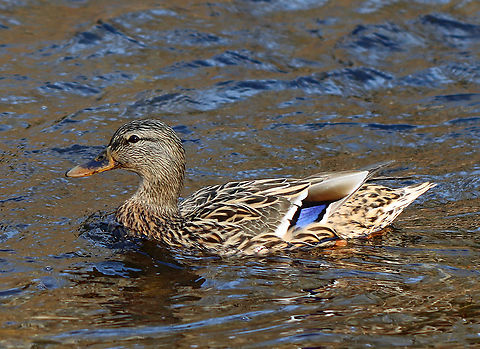 Mallard (Female) - Anas platyrhynchos This pretty lady had a lot to say/complain about. There were multiple mating pairs of mallards on the river and all were quiet except for this female. She was quacking so much that I couldn't help but wonder if her mate regretted pairing with her.

Habitat: River 
https://www.jungledragon.com/image/110573/pair_of_mallards_-_anas_platyrhynchos.html
https://www.jungledragon.com/image/110572/mallard_male_-_anas_platyrhynchos.html Anas,Anas platyrhynchos,Geotagged,Mallard,United States,Winter,duck