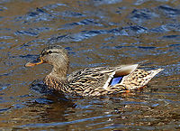 Mallard (Female) - Anas platyrhynchos This pretty lady had a lot to say/complain about. There were multiple mating pairs of mallards on the river and all were quiet except for this female. She was quacking so much that I couldn't help but wonder if her mate regretted pairing with her.<br />
<br />
Habitat: River <br />
https://www.jungledragon.com/image/110573/pair_of_mallards_-_anas_platyrhynchos.html<br />
https://www.jungledragon.com/image/110572/mallard_male_-_anas_platyrhynchos.html Anas,Anas platyrhynchos,Geotagged,Mallard,United States,Winter,duck