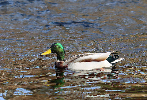 Mallard (Male) - Anas platyrhynchos Part of a pair -- one of many on the river that day.

Habitat: River
https://www.jungledragon.com/image/110571/mallard_female_-_anas_platyrhynchos.html
https://www.jungledragon.com/image/110573/pair_of_mallards_-_anas_platyrhynchos.html Anas platyrhynchos,Geotagged,Mallard,United States,Winter