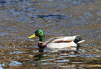Mallard (Male) - Anas platyrhynchos Part of a pair -- one of many on the river that day.<br />
<br />
Habitat: River<br />
https://www.jungledragon.com/image/110571/mallard_female_-_anas_platyrhynchos.html<br />
https://www.jungledragon.com/image/110573/pair_of_mallards_-_anas_platyrhynchos.html Anas platyrhynchos,Geotagged,Mallard,United States,Winter