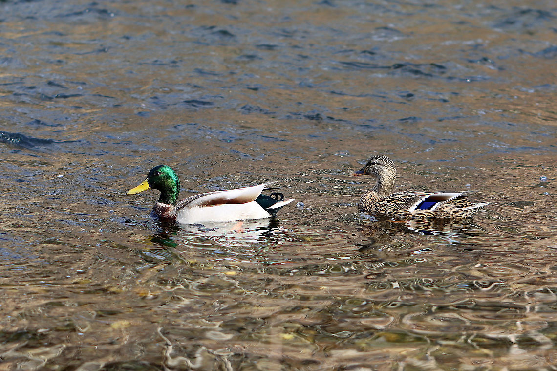 Pair of Mallards - Anas platyrhynchos Habitat: River<br />
<figure class="photo"><a href="https://www.jungledragon.com/image/110571/mallard_female_-_anas_platyrhynchos.html" title="Mallard (Female) - Anas platyrhynchos"><img src="https://s3.amazonaws.com/media.jungledragon.com/images/3232/110571_thumb.jpg?AWSAccessKeyId=05GMT0V3GWVNE7GGM1R2&Expires=1769040010&Signature=kpXnXCxVcwWs0QL76b8bJ4HkX6M%3D" width="200" height="146" alt="Mallard (Female) - Anas platyrhynchos This pretty lady had a lot to say/complain about. There were multiple mating pairs of mallards on the river and all were quiet except for this female. She was quacking so much that I couldn't help but wonder if her mate regretted pairing with her.<br />
<br />
Habitat: River <br />
https://www.jungledragon.com/image/110573/pair_of_mallards_-_anas_platyrhynchos.html<br />
https://www.jungledragon.com/image/110572/mallard_male_-_anas_platyrhynchos.html Anas,Anas platyrhynchos,Geotagged,Mallard,United States,Winter,duck" /></a></figure><br />
<figure class="photo"><a href="https://www.jungledragon.com/image/110572/mallard_male_-_anas_platyrhynchos.html" title="Mallard (Male) - Anas platyrhynchos"><img src="https://s3.amazonaws.com/media.jungledragon.com/images/3232/110572_thumb.jpg?AWSAccessKeyId=05GMT0V3GWVNE7GGM1R2&Expires=1769040010&Signature=Xl6pNM%2FLt73x1kn2dIi8ZbD7Q18%3D" width="200" height="138" alt="Mallard (Male) - Anas platyrhynchos Part of a pair -- one of many on the river that day.<br />
<br />
Habitat: River<br />
https://www.jungledragon.com/image/110571/mallard_female_-_anas_platyrhynchos.html<br />
https://www.jungledragon.com/image/110573/pair_of_mallards_-_anas_platyrhynchos.html Anas platyrhynchos,Geotagged,Mallard,United States,Winter" /></a></figure> Anas platyrhynchos,Geotagged,Mallard,United States,Winter