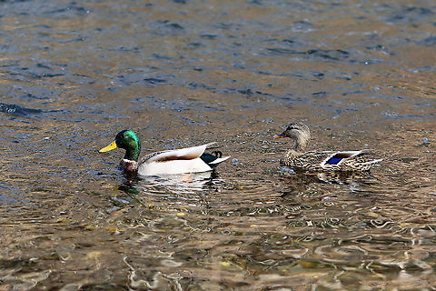 Pair of Mallards - Anas platyrhynchos Habitat: River
https://www.jungledragon.com/image/110571/mallard_female_-_anas_platyrhynchos.html
https://www.jungledragon.com/image/110572/mallard_male_-_anas_platyrhynchos.html Anas platyrhynchos,Geotagged,Mallard,United States,Winter