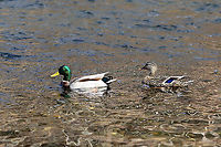 Pair of Mallards - Anas platyrhynchos Habitat: River<br />
https://www.jungledragon.com/image/110571/mallard_female_-_anas_platyrhynchos.html<br />
https://www.jungledragon.com/image/110572/mallard_male_-_anas_platyrhynchos.html Anas platyrhynchos,Geotagged,Mallard,United States,Winter