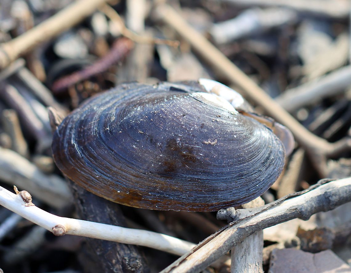 Alewife Floater - Utterbackiana implicata Habitat: River with sand/gravel substrate Alewife Floater,Geotagged,United States,Utterbackiana,Utterbackiana implicata,Winter,bivalve,freshwater mussel,mussel