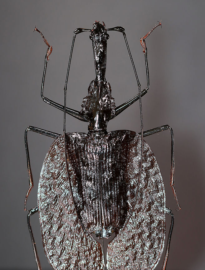 Violin Beetle  - Mormolyce phyllodes This species is so cool! They reach 100 mm in length and are paper thin.  They are predacious and secrete the poisonous butyric acid as a defense mechanism..<br />
<br />
Unfortunately, they are horribly difficult to photograph because they are so reflective.<br />
<br />
*This is a pinned specimen. They are native to Southeast Asia Geotagged,Mormolyce,Mormolyce phyllodes,United States,Violin Beetle,Winter,beetle