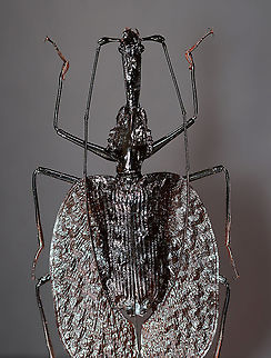 Violin Beetle  - Mormolyce phyllodes This species is so cool! They reach 100 mm in length and are paper thin.  They are predacious and secrete the poisonous butyric acid as a defense mechanism..

Unfortunately, they are horribly difficult to photograph because they are so reflective.

*This is a pinned specimen. They are native to Southeast Asia Geotagged,Mormolyce,Mormolyce phyllodes,United States,Violin Beetle,Winter,beetle