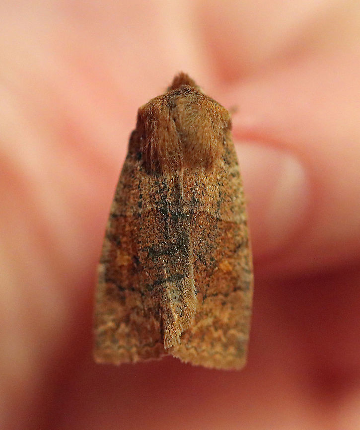 Straight-toothed Sallow - Eupsilia vinulenta This is my first moth of 2021! I&#039;m off to a semi-late start because of the cool nights this March, but was thrilled that this sallow came by my light. It hung out on my hand and had a nice chat with me before flying off into the night.<br />
<br />
Habitat: Attracted to a 395 nm LED light; semi-rural area<br />
<br />
2021 (1)<br />
<br />
**This is my 9,000th photo on JungleDragon! Eupsilia,Eupsilia vinulenta,Geotagged,Straight-toothed sallow moth,United States,Winter,moth,sallow