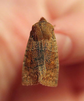 Straight-toothed Sallow - Eupsilia vinulenta This is my first moth of 2021! I'm off to a semi-late start because of the cool nights this March, but was thrilled that this sallow came by my light. It hung out on my hand and had a nice chat with me before flying off into the night.

Habitat: Attracted to a 395 nm LED light; semi-rural area

2021 (1)

**This is my 9,000th photo on JungleDragon! Eupsilia,Eupsilia vinulenta,Geotagged,Straight-toothed sallow moth,United States,Winter,moth,sallow