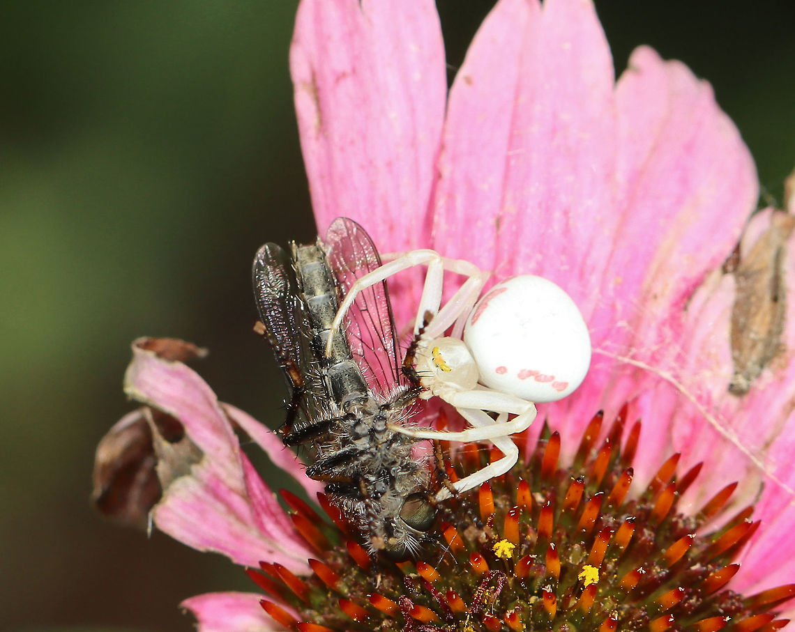 Goldenrod Crab Spider - Misumena vatia Feasting on a robber fly!<br />
<br />
Habitat: Coastal garden Geotagged,Goldenrod crab spider,Misumena,Misumena vatia,Summer,United States,crab spider,spider