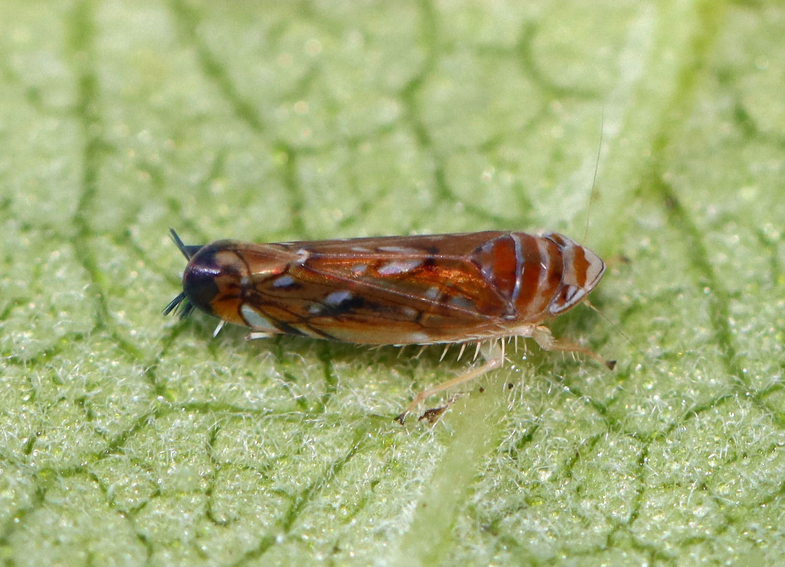 American Grapevine Leafhopper - Scaphoideus titanus *Tentative ID<br />
<br />
Habitat: Garden Geotagged,Scaphoideus,Scaphoideus titanus,Summer,United States,leafhopper