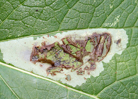 Calycomyza flavinotum Leaf Mine on Joe Pye Weed (Eutrochium sp.) Blotch mines on Joe Pye Weed

Habitat: Garden
https://www.jungledragon.com/image/110632/calycomyza_flavinotum_leaf_mine_on_joe_pye_weed_eutrochium_sp.html
https://www.jungledragon.com/image/110631/calycomyza_flavinotum_leaf_mine_on_joe_pye_weed_eutrochium_sp.html Calycomyza,Calycomyza flavinotum,Eutrochium,Geotagged,Joe Pye Weed,Summer,United States,leaf mine,leafminer