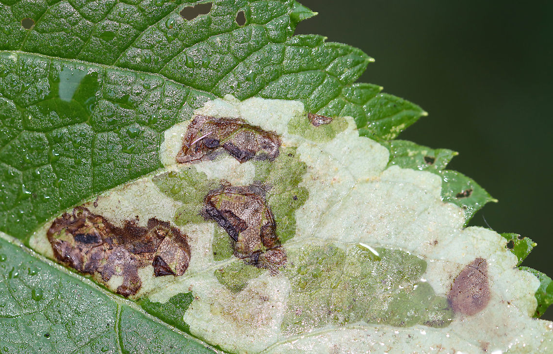 Calycomyza flavinotum Leaf Mine on Joe Pye Weed (Eutrochium sp.) Blotch mines on Joe Pye Weed<br />
<br />
Habitat: Garden<br />
<figure class="photo"><a href="https://www.jungledragon.com/image/110632/calycomyza_flavinotum_leaf_mine_on_joe_pye_weed_eutrochium_sp.html" title="Calycomyza flavinotum Leaf Mine on Joe Pye Weed (Eutrochium sp.)"><img src="https://s3.amazonaws.com/media.jungledragon.com/images/3232/110632_thumb.jpg?AWSAccessKeyId=05GMT0V3GWVNE7GGM1R2&Expires=1759968010&Signature=QLAzPHNlYiV5z%2BbzPwCikiicNCY%3D" width="200" height="146" alt="Calycomyza flavinotum Leaf Mine on Joe Pye Weed (Eutrochium sp.) Blotch mines on Joe Pye Weed<br />
<br />
Habitat: Garden<br />
https://www.jungledragon.com/image/110631/calycomyza_flavinotum_leaf_mine_on_joe_pye_weed_eutrochium_sp.html<br />
https://www.jungledragon.com/image/110630/calycomyza_flavinotum_leaf_mine_on_joe_pye_weed_eutrochium_sp.html Calycomyza flavinotum,Geotagged,Summer,United States" /></a></figure><br />
<figure class="photo"><a href="https://www.jungledragon.com/image/110630/calycomyza_flavinotum_leaf_mine_on_joe_pye_weed_eutrochium_sp.html" title="Calycomyza flavinotum Leaf Mine on Joe Pye Weed (Eutrochium sp.)"><img src="https://s3.amazonaws.com/media.jungledragon.com/images/3232/110630_thumb.jpg?AWSAccessKeyId=05GMT0V3GWVNE7GGM1R2&Expires=1759968010&Signature=aEhpRWHAQICSp9xDGP8oXLJ98Pg%3D" width="200" height="144" alt="Calycomyza flavinotum Leaf Mine on Joe Pye Weed (Eutrochium sp.) Blotch mines on Joe Pye Weed<br />
<br />
Habitat: Garden<br />
https://www.jungledragon.com/image/110632/calycomyza_flavinotum_leaf_mine_on_joe_pye_weed_eutrochium_sp.html<br />
https://www.jungledragon.com/image/110631/calycomyza_flavinotum_leaf_mine_on_joe_pye_weed_eutrochium_sp.html Calycomyza,Calycomyza flavinotum,Eutrochium,Geotagged,Joe Pye Weed,Summer,United States,leaf mine,leafminer" /></a></figure> Calycomyza flavinotum,Geotagged,Summer,United States