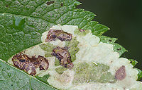 Calycomyza flavinotum Leaf Mine on Joe Pye Weed (Eutrochium sp.) Blotch mines on Joe Pye Weed<br />
<br />
Habitat: Garden<br />
https://www.jungledragon.com/image/110632/calycomyza_flavinotum_leaf_mine_on_joe_pye_weed_eutrochium_sp.html<br />
https://www.jungledragon.com/image/110630/calycomyza_flavinotum_leaf_mine_on_joe_pye_weed_eutrochium_sp.html Calycomyza flavinotum,Geotagged,Summer,United States