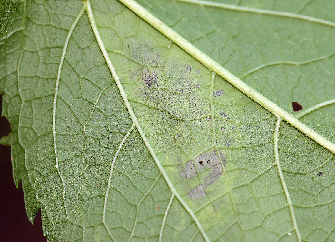 Calycomyza flavinotum Leaf Mine on Joe Pye Weed (Eutrochium sp.) Blotch mines on Joe Pye Weed<br />
<br />
Habitat: Garden<br />
<figure class="photo"><a href="https://www.jungledragon.com/image/110631/calycomyza_flavinotum_leaf_mine_on_joe_pye_weed_eutrochium_sp.html" title="Calycomyza flavinotum Leaf Mine on Joe Pye Weed (Eutrochium sp.)"><img src="https://s3.amazonaws.com/media.jungledragon.com/images/3232/110631_thumb.jpg?AWSAccessKeyId=05GMT0V3GWVNE7GGM1R2&Expires=1759968010&Signature=CfzPFwgP%2FVjLweTL%2FZfXHp2GclA%3D" width="200" height="128" alt="Calycomyza flavinotum Leaf Mine on Joe Pye Weed (Eutrochium sp.) Blotch mines on Joe Pye Weed<br />
<br />
Habitat: Garden<br />
https://www.jungledragon.com/image/110632/calycomyza_flavinotum_leaf_mine_on_joe_pye_weed_eutrochium_sp.html<br />
https://www.jungledragon.com/image/110630/calycomyza_flavinotum_leaf_mine_on_joe_pye_weed_eutrochium_sp.html Calycomyza flavinotum,Geotagged,Summer,United States" /></a></figure><br />
<figure class="photo"><a href="https://www.jungledragon.com/image/110630/calycomyza_flavinotum_leaf_mine_on_joe_pye_weed_eutrochium_sp.html" title="Calycomyza flavinotum Leaf Mine on Joe Pye Weed (Eutrochium sp.)"><img src="https://s3.amazonaws.com/media.jungledragon.com/images/3232/110630_thumb.jpg?AWSAccessKeyId=05GMT0V3GWVNE7GGM1R2&Expires=1759968010&Signature=aEhpRWHAQICSp9xDGP8oXLJ98Pg%3D" width="200" height="144" alt="Calycomyza flavinotum Leaf Mine on Joe Pye Weed (Eutrochium sp.) Blotch mines on Joe Pye Weed<br />
<br />
Habitat: Garden<br />
https://www.jungledragon.com/image/110632/calycomyza_flavinotum_leaf_mine_on_joe_pye_weed_eutrochium_sp.html<br />
https://www.jungledragon.com/image/110631/calycomyza_flavinotum_leaf_mine_on_joe_pye_weed_eutrochium_sp.html Calycomyza,Calycomyza flavinotum,Eutrochium,Geotagged,Joe Pye Weed,Summer,United States,leaf mine,leafminer" /></a></figure> Calycomyza flavinotum,Geotagged,Summer,United States