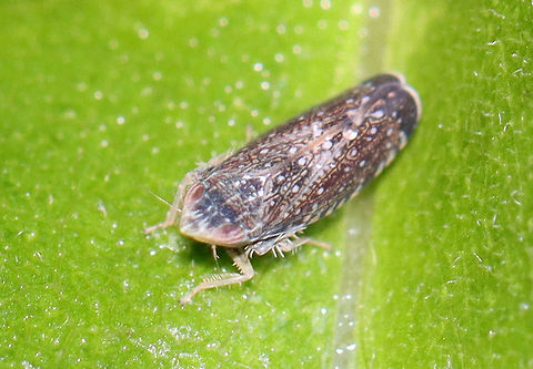 Yellow-faced Leafhopper - Scaphytopius frontalis Habitat: Garden
https://www.jungledragon.com/image/110635/leafhopper_-_subfamily_deltocephalinae.html Cicadellidae,Deltocephalinae,Geotagged,Scaphytopius,Scaphytopius frontalis,Summer,United States,leafhopper