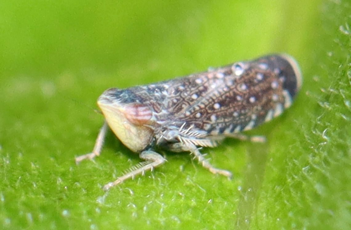 Yellow-faced Leafhopper - Scaphytopius frontalis Habitat: Garden<br />
<figure class="photo"><a href="https://www.jungledragon.com/image/110634/yellow-faced_leafhopper_-_scaphytopius_frontalis.html" title="Yellow-faced Leafhopper - Scaphytopius frontalis"><img src="https://s3.amazonaws.com/media.jungledragon.com/images/3232/110634_thumb.jpg?AWSAccessKeyId=05GMT0V3GWVNE7GGM1R2&Expires=1759968010&Signature=YsaovNYpu%2B1GuzyvuKcMmAXAzAE%3D" width="200" height="140" alt="Yellow-faced Leafhopper - Scaphytopius frontalis Habitat: Garden<br />
https://www.jungledragon.com/image/110635/leafhopper_-_subfamily_deltocephalinae.html Cicadellidae,Deltocephalinae,Geotagged,Scaphytopius,Scaphytopius frontalis,Summer,United States,leafhopper" /></a></figure> Geotagged,Scaphytopius frontalis,Summer,United States