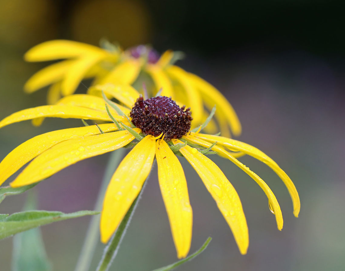 Black-eyed Susan - Rudbeckia hirta Habitat: Rural garden<br />
<br />
<figure class="photo"><a href="https://www.jungledragon.com/image/110720/black-eyed_susan_-_rudbeckia_hirta.html" title="Black-eyed Susan - Rudbeckia hirta"><img src="https://s3.amazonaws.com/media.jungledragon.com/images/3232/110720_thumb.jpg?AWSAccessKeyId=05GMT0V3GWVNE7GGM1R2&Expires=1759968010&Signature=ZtN2VVMhXtTqEJ8v5JpO1IsR2nU%3D" width="132" height="152" alt="Black-eyed Susan - Rudbeckia hirta Habitat: Rural garden<br />
https://www.jungledragon.com/image/110719/black-eyed_susan_-_rudbeckia_hirta.html Black-eyed Susan,Geotagged,Rudbeckia hirta,Summer,United States" /></a></figure> Black-eyed Susan,Geotagged,Rudbeckia,Rudbeckia hirta,Summer,United States
