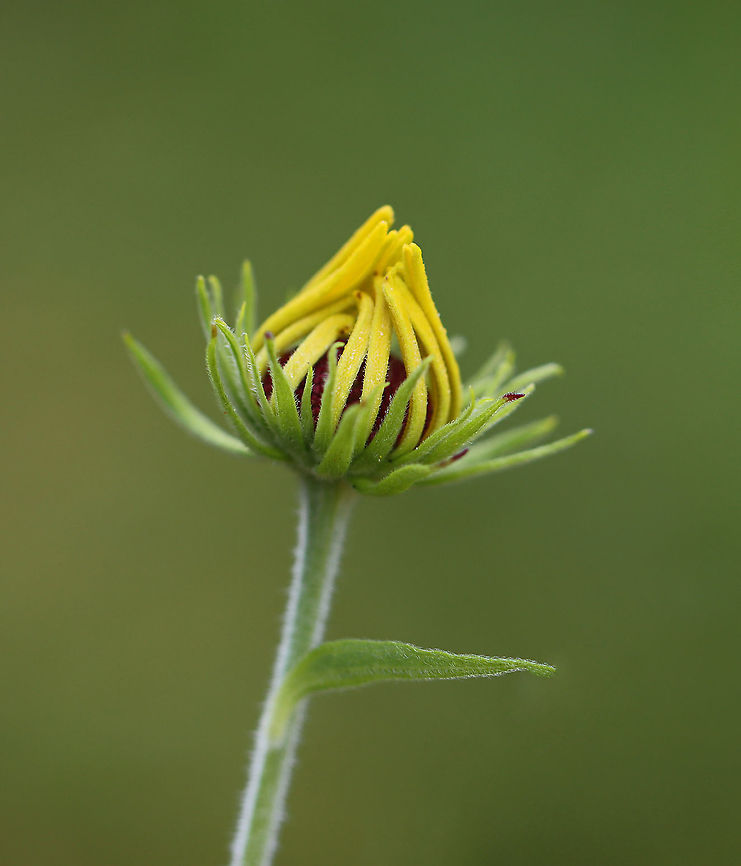 Black-eyed Susan - Rudbeckia hirta Habitat: Rural garden<br />
<figure class="photo"><a href="https://www.jungledragon.com/image/110719/black-eyed_susan_-_rudbeckia_hirta.html" title="Black-eyed Susan - Rudbeckia hirta"><img src="https://s3.amazonaws.com/media.jungledragon.com/images/3232/110719_thumb.jpg?AWSAccessKeyId=05GMT0V3GWVNE7GGM1R2&Expires=1767225610&Signature=0bbKI6f6FsER7ECrsR80BhItHpU%3D" width="200" height="158" alt="Black-eyed Susan - Rudbeckia hirta Habitat: Rural garden<br />
<br />
https://www.jungledragon.com/image/110720/black-eyed_susan_-_rudbeckia_hirta.html Black-eyed Susan,Geotagged,Rudbeckia,Rudbeckia hirta,Summer,United States" /></a></figure> Black-eyed Susan,Geotagged,Rudbeckia hirta,Summer,United States