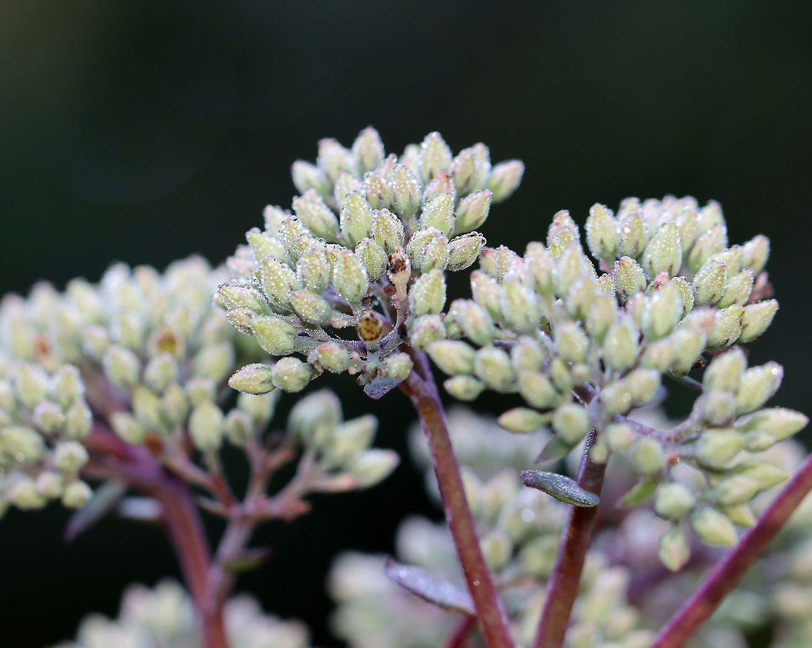 Orpine - Hylotelephium telephium Invasive in North America; it often escapes cultivation.<br />
<br />
Habitat: Garden<br />
<figure class="photo"><a href="https://www.jungledragon.com/image/110722/orpine_-_hylotelephium_telephium.html" title="Orpine - Hylotelephium telephium"><img src="https://s3.amazonaws.com/media.jungledragon.com/images/3232/110722_thumb.jpg?AWSAccessKeyId=05GMT0V3GWVNE7GGM1R2&Expires=1769040010&Signature=mDXHqOSQHBLnWnKX1QqZRUsNaCE%3D" width="200" height="150" alt="Orpine - Hylotelephium telephium Invasive in North America; it often escapes cultivation.<br />
<br />
Habitat: Garden<br />
https://www.jungledragon.com/image/110721/orpine_-_hylotelephium_telephium.html Geotagged,Hylotelephium telephium,Orpine,Summer,United States" /></a></figure> Geotagged,Hylotelephium telephium,Orpine,Summer,United States,orpine