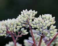 Orpine - Hylotelephium telephium Invasive in North America; it often escapes cultivation.<br />
<br />
Habitat: Garden<br />
https://www.jungledragon.com/image/110722/orpine_-_hylotelephium_telephium.html Geotagged,Hylotelephium telephium,Orpine,Summer,United States,orpine
