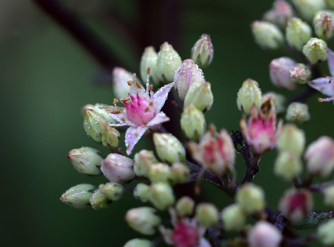 Orpine - Hylotelephium telephium Invasive in North America; it often escapes cultivation.<br />
<br />
Habitat: Garden<br />
<figure class="photo"><a href="https://www.jungledragon.com/image/110721/orpine_-_hylotelephium_telephium.html" title="Orpine - Hylotelephium telephium"><img src="https://s3.amazonaws.com/media.jungledragon.com/images/3232/110721_thumb.jpg?AWSAccessKeyId=05GMT0V3GWVNE7GGM1R2&Expires=1769040010&Signature=urjfrLo4q26oc27i9tco7u8KsHk%3D" width="200" height="160" alt="Orpine - Hylotelephium telephium Invasive in North America; it often escapes cultivation.<br />
<br />
Habitat: Garden<br />
https://www.jungledragon.com/image/110722/orpine_-_hylotelephium_telephium.html Geotagged,Hylotelephium telephium,Orpine,Summer,United States,orpine" /></a></figure> Geotagged,Hylotelephium telephium,Orpine,Summer,United States