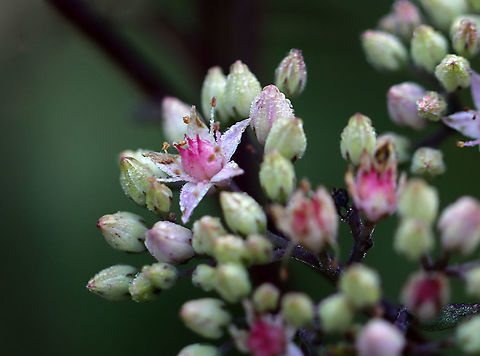 Orpine - Hylotelephium telephium Invasive in North America; it often escapes cultivation.

Habitat: Garden
https://www.jungledragon.com/image/110721/orpine_-_hylotelephium_telephium.html Geotagged,Hylotelephium telephium,Orpine,Summer,United States