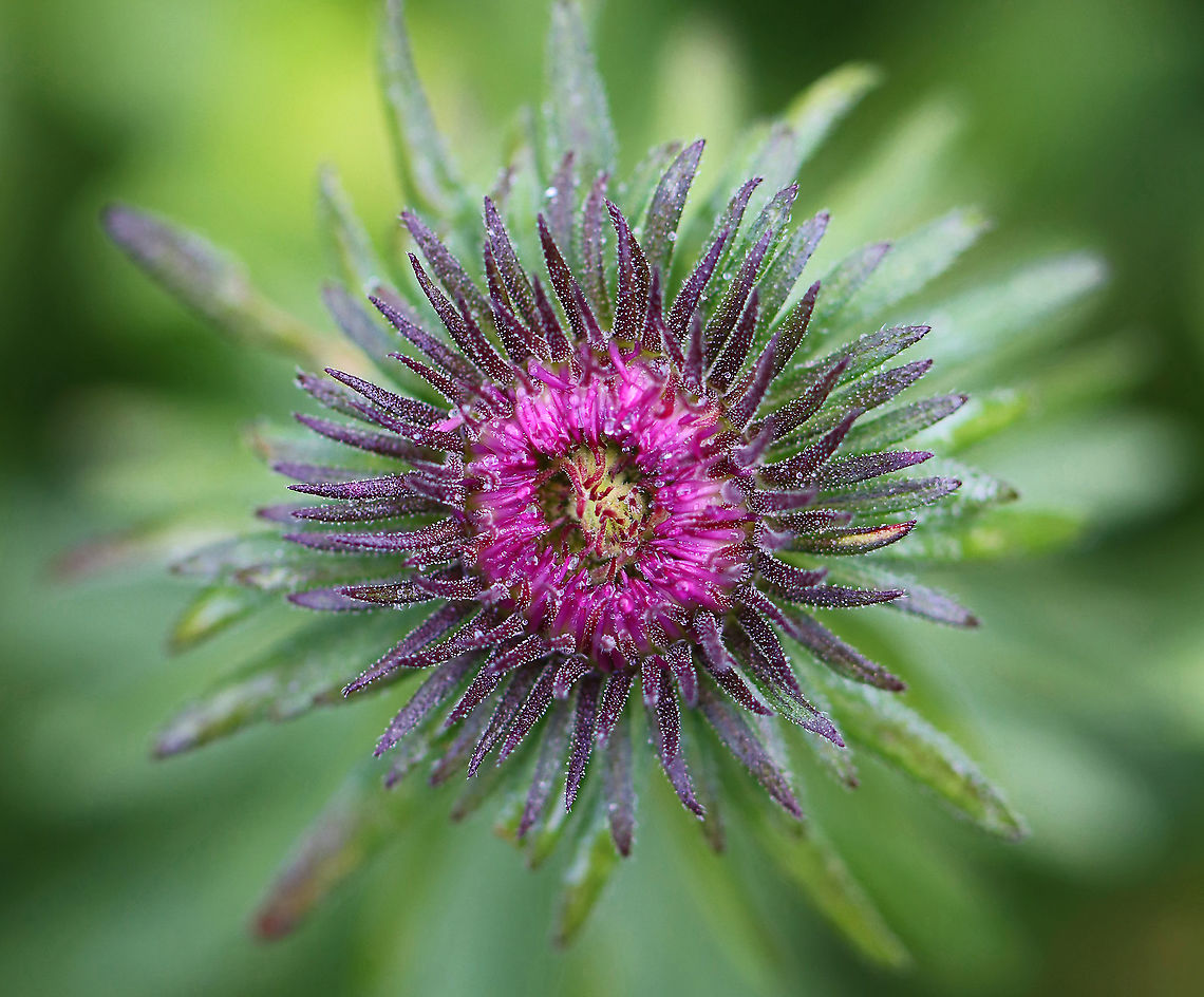 New England Aster - Symphyotrichum novae-angliae Habitat: garden Geotagged,New England Aster,Summer,Symphyotrichum,Symphyotrichum novae-angliae,United States,aster