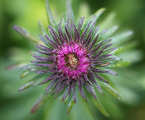 New England Aster - Symphyotrichum novae-angliae Habitat: garden Geotagged,New England Aster,Summer,Symphyotrichum,Symphyotrichum novae-angliae,United States,aster