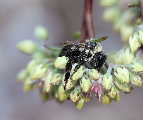 Common Eastern Bumblebee - Bombus impatiens This bee was completely soaked in dew. I was shocked when it started moving because I assumed it was dead.

Habitat: Garden Bombus,Bombus impatiens,Common eastern bumble bee,Geotagged,Summer,United States,bee,bumblebee