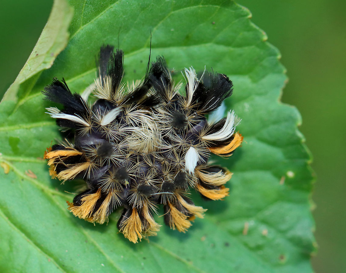 Milkweed Tussock Moth Caterpillar - Euchaetes egle Habitat: Garden<br />
<figure class="photo"><a href="https://www.jungledragon.com/image/110748/milkweed_tussock_moth_caterpillar_-_euchaetes_egle.html" title="Milkweed Tussock Moth Caterpillar - Euchaetes egle"><img src="https://s3.amazonaws.com/media.jungledragon.com/images/3232/110748_thumb.jpg?AWSAccessKeyId=05GMT0V3GWVNE7GGM1R2&Expires=1767225610&Signature=N%2FRXa9ENBNi9cFaQbbGocNyyI%2FE%3D" width="110" height="152" alt="Milkweed Tussock Moth Caterpillar - Euchaetes egle Habitat: Garden<br />
https://www.jungledragon.com/image/110746/milkweed_tussock_moth_caterpillar_-_euchaetes_egle.html Euchaetes egle,Geotagged,Milkweed Tussock Moth,Summer,United States" /></a></figure> Euchaetes,Euchaetes egle,Geotagged,Milkweed Tussock Moth,Summer,United States,caterpillar,larva