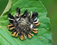 Milkweed Tussock Moth Caterpillar - Euchaetes egle Habitat: Garden<br />
https://www.jungledragon.com/image/110748/milkweed_tussock_moth_caterpillar_-_euchaetes_egle.html Euchaetes,Euchaetes egle,Geotagged,Milkweed Tussock Moth,Summer,United States,caterpillar,larva