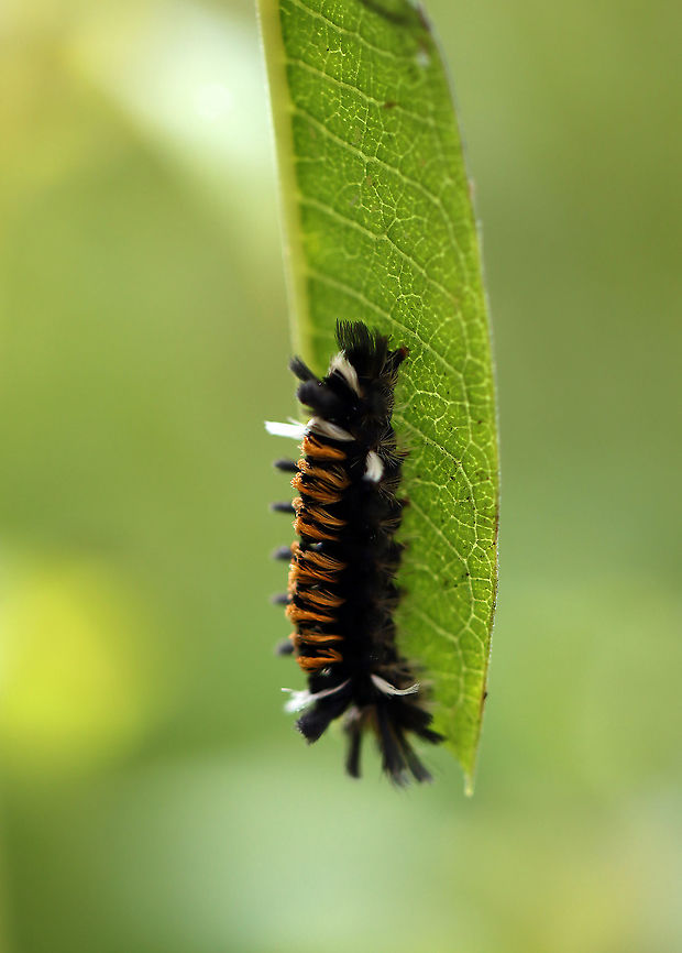 Milkweed Tussock Moth Caterpillar - Euchaetes egle Habitat: Garden<br />
<figure class="photo"><a href="https://www.jungledragon.com/image/110746/milkweed_tussock_moth_caterpillar_-_euchaetes_egle.html" title="Milkweed Tussock Moth Caterpillar - Euchaetes egle"><img src="https://s3.amazonaws.com/media.jungledragon.com/images/3232/110746_thumb.jpg?AWSAccessKeyId=05GMT0V3GWVNE7GGM1R2&Expires=1767225610&Signature=gya1IrxID%2FvMT200mhg%2BwYX0DD8%3D" width="200" height="158" alt="Milkweed Tussock Moth Caterpillar - Euchaetes egle Habitat: Garden<br />
https://www.jungledragon.com/image/110748/milkweed_tussock_moth_caterpillar_-_euchaetes_egle.html Euchaetes,Euchaetes egle,Geotagged,Milkweed Tussock Moth,Summer,United States,caterpillar,larva" /></a></figure> Euchaetes egle,Geotagged,Milkweed Tussock Moth,Summer,United States