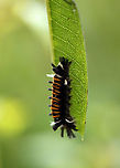 Milkweed Tussock Moth Caterpillar - Euchaetes egle Habitat: Garden<br />
https://www.jungledragon.com/image/110746/milkweed_tussock_moth_caterpillar_-_euchaetes_egle.html Euchaetes egle,Geotagged,Milkweed Tussock Moth,Summer,United States