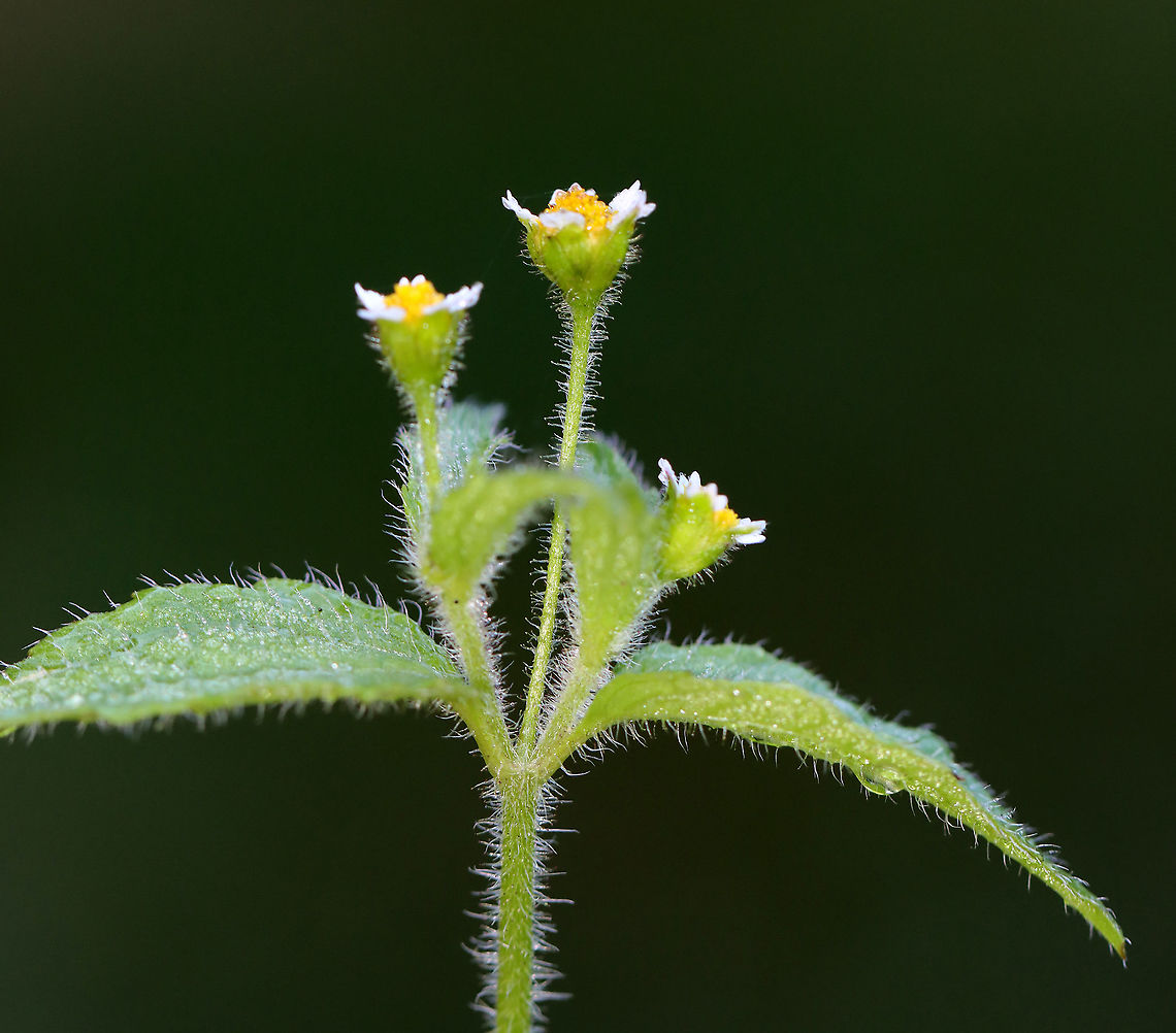 Shaggy Soldier - Galinsoga quadriradiata Habitat: Garden/meadow<br />
<figure class="photo"><a href="https://www.jungledragon.com/image/110751/shaggy_soldier_-_galinsoga_quadriradiata.html" title="Shaggy Soldier - Galinsoga quadriradiata"><img src="https://s3.amazonaws.com/media.jungledragon.com/images/3232/110751_thumb.jpg?AWSAccessKeyId=05GMT0V3GWVNE7GGM1R2&Expires=1759968010&Signature=unW8EZqqfH%2BErIiWlETLm01mU%2Bo%3D" width="128" height="152" alt="Shaggy Soldier - Galinsoga quadriradiata Habitat: Garden/meadow<br />
https://www.jungledragon.com/image/110750/shaggy_soldier_-_galinsoga_quadriradiata.html Galinsoga quadriradiata,Geotagged,Shaggy soldier,Summer,United States" /></a></figure> Galinsoga,Galinsoga quadriradiata,Geotagged,Shaggy soldier,Summer,United States