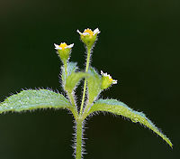 Shaggy Soldier - Galinsoga quadriradiata Habitat: Garden/meadow<br />
https://www.jungledragon.com/image/110751/shaggy_soldier_-_galinsoga_quadriradiata.html Galinsoga,Galinsoga quadriradiata,Geotagged,Shaggy soldier,Summer,United States