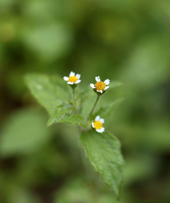 Shaggy Soldier - Galinsoga quadriradiata Habitat: Garden/meadow<br />
<figure class="photo"><a href="https://www.jungledragon.com/image/110750/shaggy_soldier_-_galinsoga_quadriradiata.html" title="Shaggy Soldier - Galinsoga quadriradiata"><img src="https://s3.amazonaws.com/media.jungledragon.com/images/3232/110750_thumb.jpg?AWSAccessKeyId=05GMT0V3GWVNE7GGM1R2&Expires=1769040010&Signature=fHhKmZP606GfP4oLLQImJKuVn0U%3D" width="200" height="176" alt="Shaggy Soldier - Galinsoga quadriradiata Habitat: Garden/meadow<br />
https://www.jungledragon.com/image/110751/shaggy_soldier_-_galinsoga_quadriradiata.html Galinsoga,Galinsoga quadriradiata,Geotagged,Shaggy soldier,Summer,United States" /></a></figure> Galinsoga quadriradiata,Geotagged,Shaggy soldier,Summer,United States