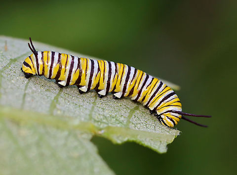 Monarch Caterpillar - Danaus plexippus Habitat: Milkweed; meadow Danaus plexippus,Geotagged,Monarch butterfly,Summer,United States,caterpillar,larva,monarch