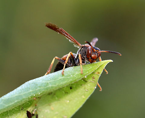 Polistes fuscatus - Northern Paper Wasp Very dark, mostly black wasp.

Habitat: Meadow Geotagged,Northern paper wasp,Polistes,Polistes fuscatus,Summer,United States,paper wasp,wasp