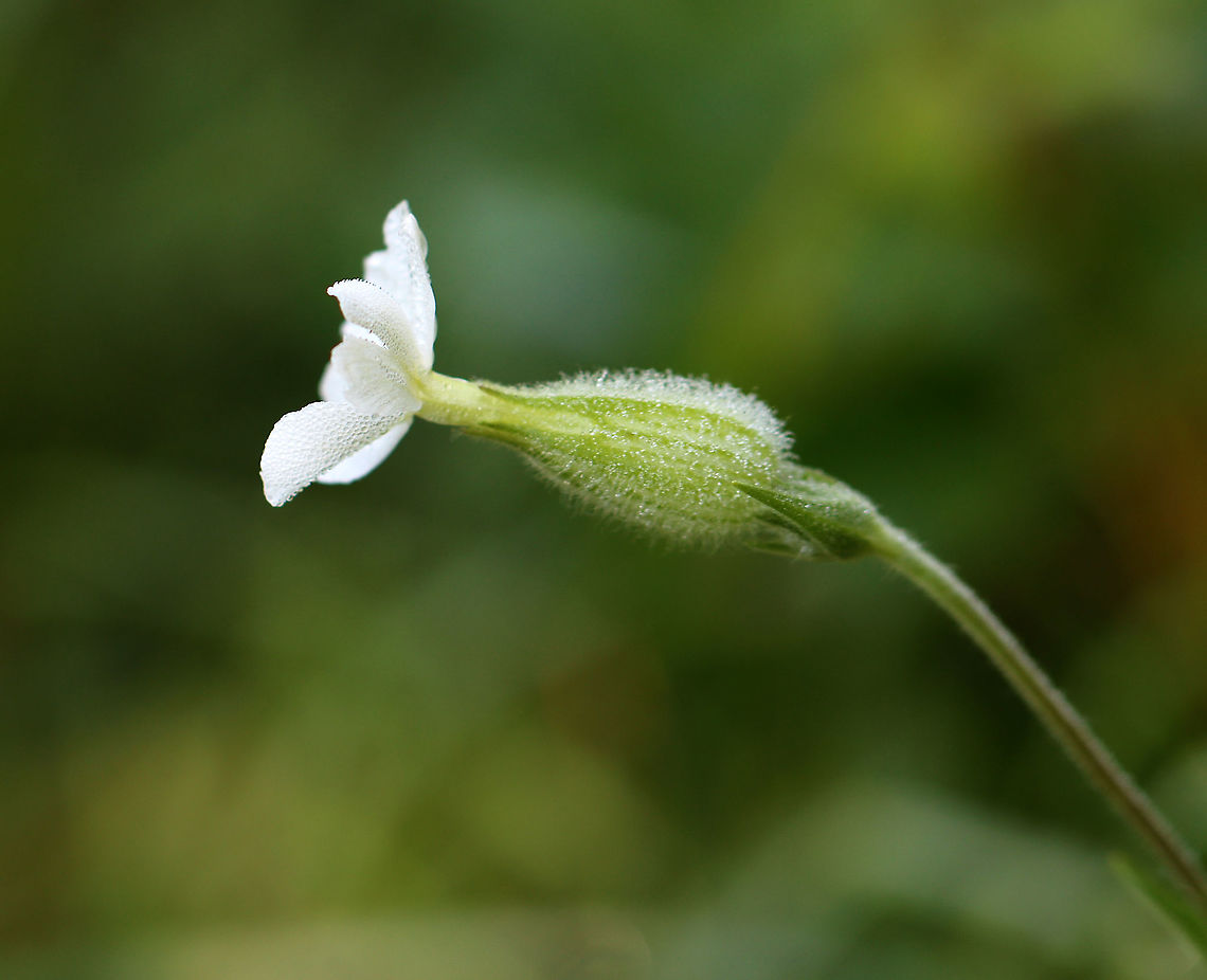 White Campion - Silene latifolia Habitat: Meadow Geotagged,Silene,Silene latifolia,Summer,United States,White Campion