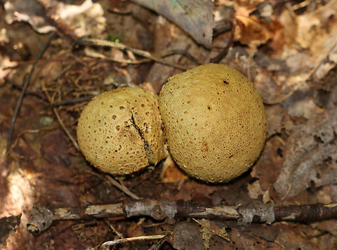 Pigskin Poison Puffball - Scleroderma citrinum Habitat: Swampy, deciduous forest Common Earthball,Geotagged,Scleroderma,Scleroderma citrinum,Summer,United States,earthball,fungus,puffball